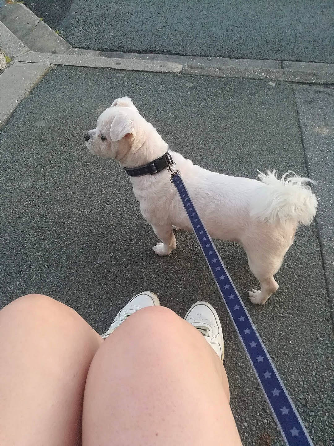 Gigi a rejoint le concours — aidez-le/la à gagner de superbes lots ! carnivore, collar, companion_dog, dog, dog_breed, dog_collar, eyewear, fawn, leash, line, pet_supply, plant, road_surface, sidewalk, snout, sunglasses, tail, white, working_animal, yellow