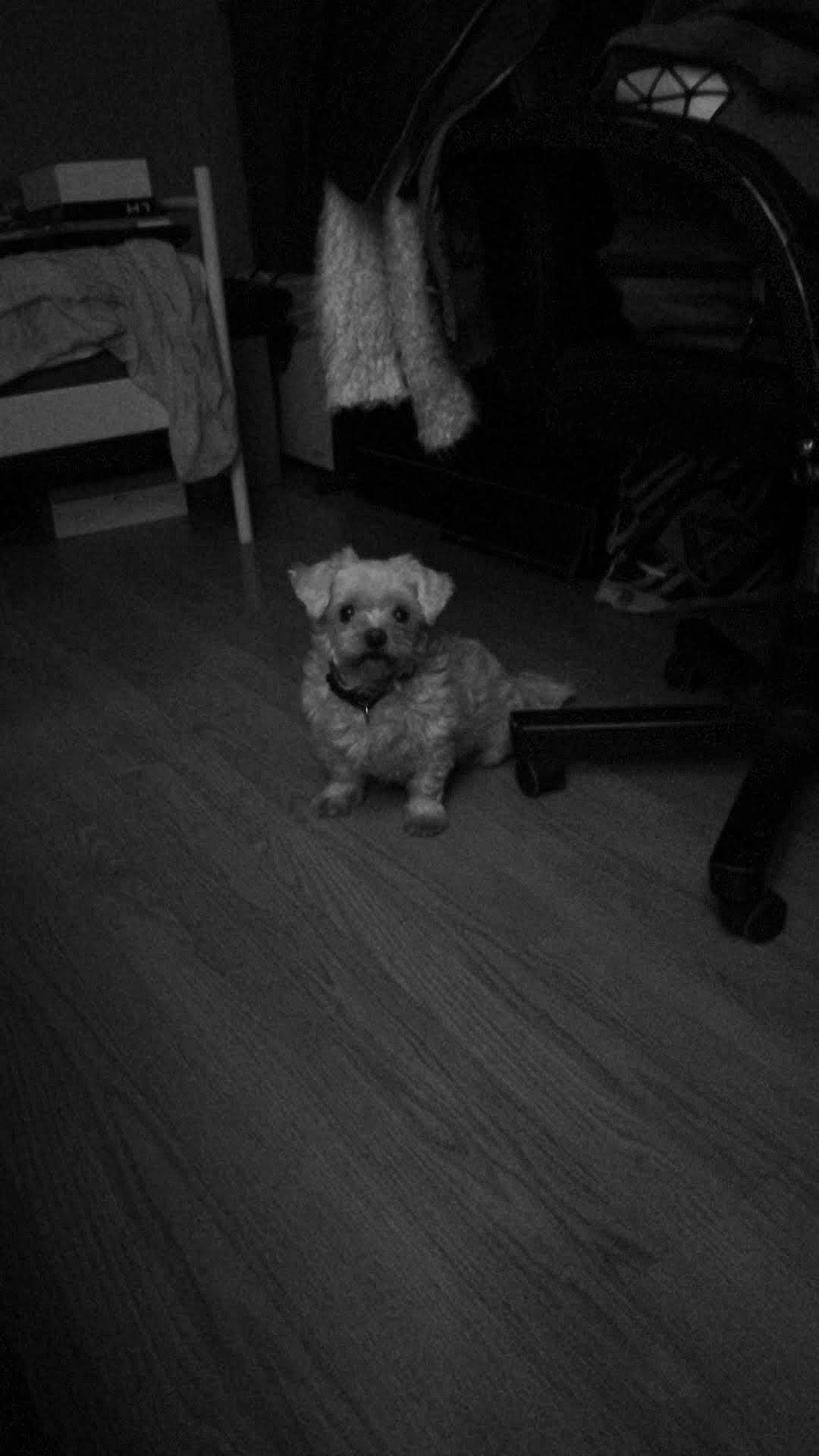 Gigi participe au concours pour gagner de l'argent avec cette photo : black, carnivore, chair, comfort, companion_dog, dog, dog_breed, floor, flooring, grey, hardwood, monochrome, monochrome_photography, small_terrier, snout, style, terrier, tints_and_shades, toy_dog, wood