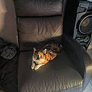 Moumoune a rejoint le concours — aidez-le/la à gagner de superbes lots ! cat, calico_cat, leather_chair, furniture, indoor, pet, animal, relaxing, black, orange, white, speaker, clothing, fabric, floor, home, cozy, resting, domestic, whiskers