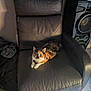 cat, calico_cat, leather_chair, furniture, indoor, pet, animal, relaxing, black, orange, white, speaker, clothing, fabric, floor, home, cozy, resting, domestic, whiskers
