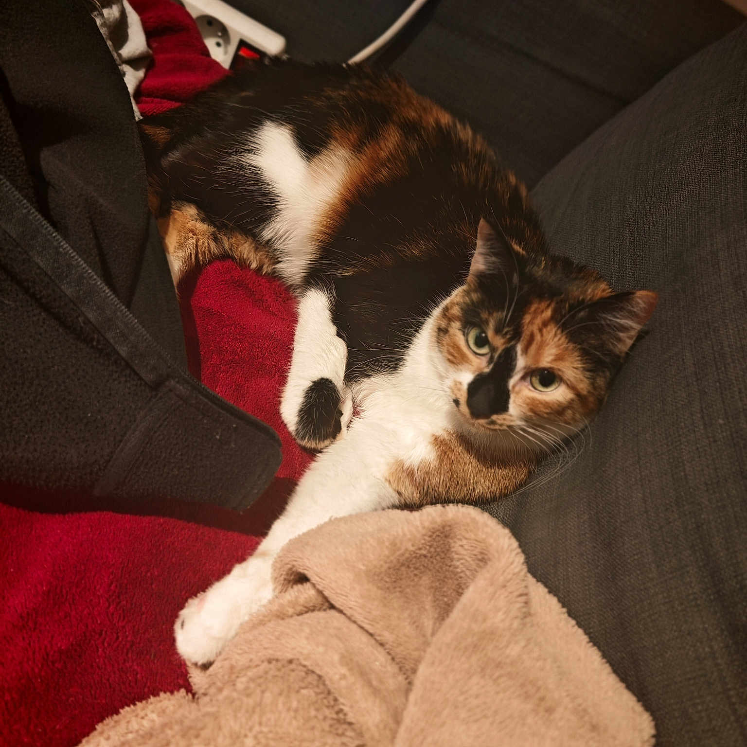 Moumoune a rejoint le concours — aidez-le/la à gagner de superbes lots ! animal, blanket, calico_cat, cat, comfortable, couch, cozy, cute, domestic_animal, fur, furniture, indoor, jacket, laying, paw, pet, relaxed, resting, sofa, whiskers