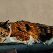 Moumoune participe au concours pour gagner de l'argent avec cette photo : animal, calico, cat, couch, cute, domestic, ears, face, feline, fur, green_eyes, indoor, laying_down, leisure, mammal, pet, relaxation, resting, side_view, whiskers
