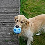 dog, golden_retriever, ball, soccer_ball, grass, wooden_deck, pet, animal, outdoor, playful, canine, fur, tail, mouth, nature, greenery, daylight, domestic_animal, grass_field, toy