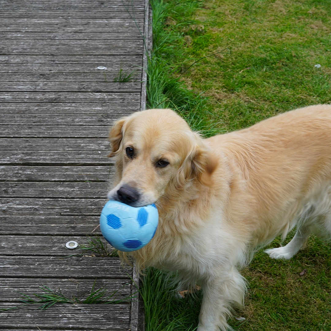 Milo participe au concours pour gagner de l'argent avec cette photo : animal, ball, canine, daylight, dog, domestic_animal, fur, golden_retriever, grass, grass_field, greenery, mouth, nature, outdoor, pet, playful, soccer_ball, tail, toy, wooden_deck
