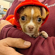 Mary Jane is registered to the contest to win money with this photo: puppy, dog, small_dog, pet, red_hood, costume, heart, antenna, cute, portrait, close_up, brown_and_white, animal, person, holding, arms, store, indoor, shopping, smartphone_photo