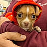puppy, dog, small_dog, pet, red_hood, costume, heart, antenna, cute, portrait, close_up, brown_and_white, animal, person, holding, arms, store, indoor, shopping, smartphone_photo