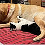 Luna joined the competition — help win amazing prizes! animal, bed, black_and_white_cat, cat, chewing, companion, cozy, cute, dog, domestic, friendship, fur, indoor, paw, pet, resting, snuggling, striped_bedspread, treat, yellow_dog