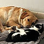 Luna is registered to the contest to win money with this photo: animal, bed, black_and_white_cat, blanket, cat, collar, companion, cozy, cute, dog, friendship, furry, golden_dog, indoor, nap, paw, pet, relaxing, resting, sleepy