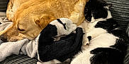 Luna is registered to the contest to win money with this photo: animal, black_and_white_cat, blanket, cat, companions, couch, cozy, cute, dog, domestic, fur, furniture, golden_dog, indoor, peaceful, pet, relaxation, resting, sleeping, snuggling