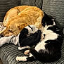 animal, black_and_white_cat, blanket, cat, companions, couch, cozy, cute, dog, domestic, fur, furniture, golden_dog, indoor, peaceful, pet, relaxation, resting, sleeping, snuggling