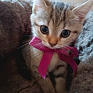 Nina a rejoint le concours — aidez-le/la à gagner de superbes lots ! kitten, cat, bow, pink_bow, fluffy_blanket, soft_texture, cute, pet, animal, feline, small, young, whiskers, ears, face, closeup, indoor, cozy, curious, adorable