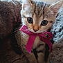 kitten, cat, bow, pink_bow, fluffy_blanket, soft_texture, cute, pet, animal, feline, small, young, whiskers, ears, face, closeup, indoor, cozy, curious, adorable