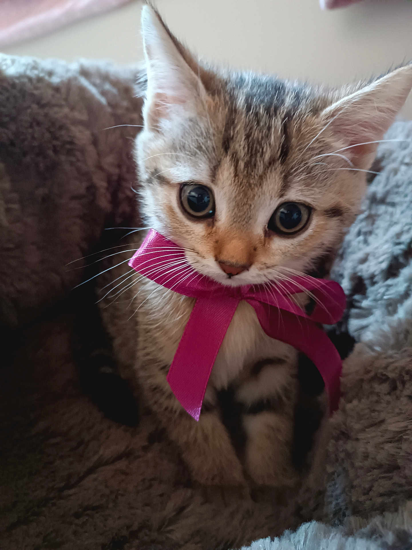 Nina a rejoint le concours — aidez-le/la à gagner de superbes lots ! kitten, cat, bow, pink_bow, fluffy_blanket, soft_texture, cute, pet, animal, feline, small, young, whiskers, ears, face, closeup, indoor, cozy, curious, adorable