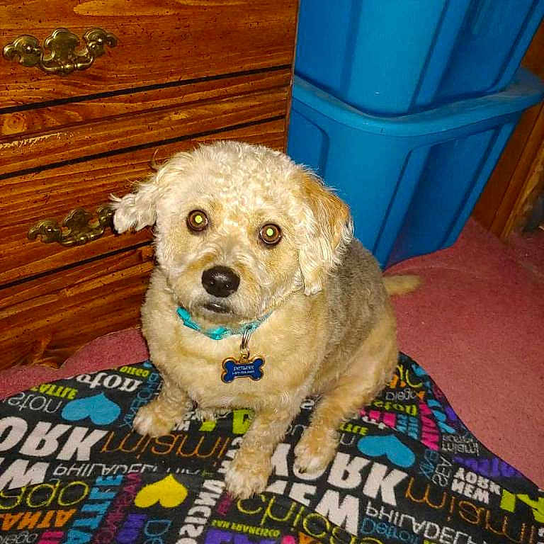 Brandi is registered to the contest to win money with this photo: canidae, carnivore, cavachon, cockapoo, companion_dog, dog, dog_breed, goldendoodle, maltese, mammal, morkie, non_sporting_group, poodle, poodle_crossbreed, puppy, schnoodle, snout, sporting_group, toy_dog, toy_poodle