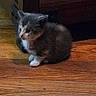 kitten, cat, animal, pet, wooden_floor, furniture, indoor, small, cute, fluffy, young, domestic, curious, sitting, quiet, cozy, brown, gray, white, feline