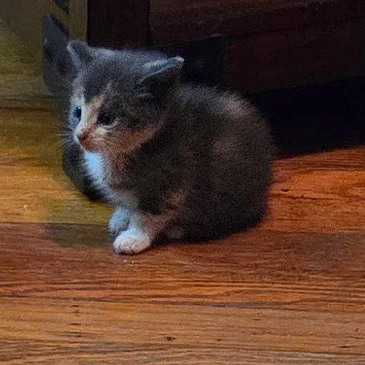 Hazel is registered to the contest to win money with this photo: kitten, cat, animal, pet, wooden_floor, furniture, indoor, small, cute, fluffy, young, domestic, curious, sitting, quiet, cozy, brown, gray, white, feline