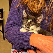 Amann participe au concours pour gagner de l'argent avec cette photo : animal, casual_clothing, cat, closeup, comfort, cozy, cute, domestic, feline, hand, indoor, jeans, kitten, person, pet, purple_sweater, resting, snuggling, warm, young_cat