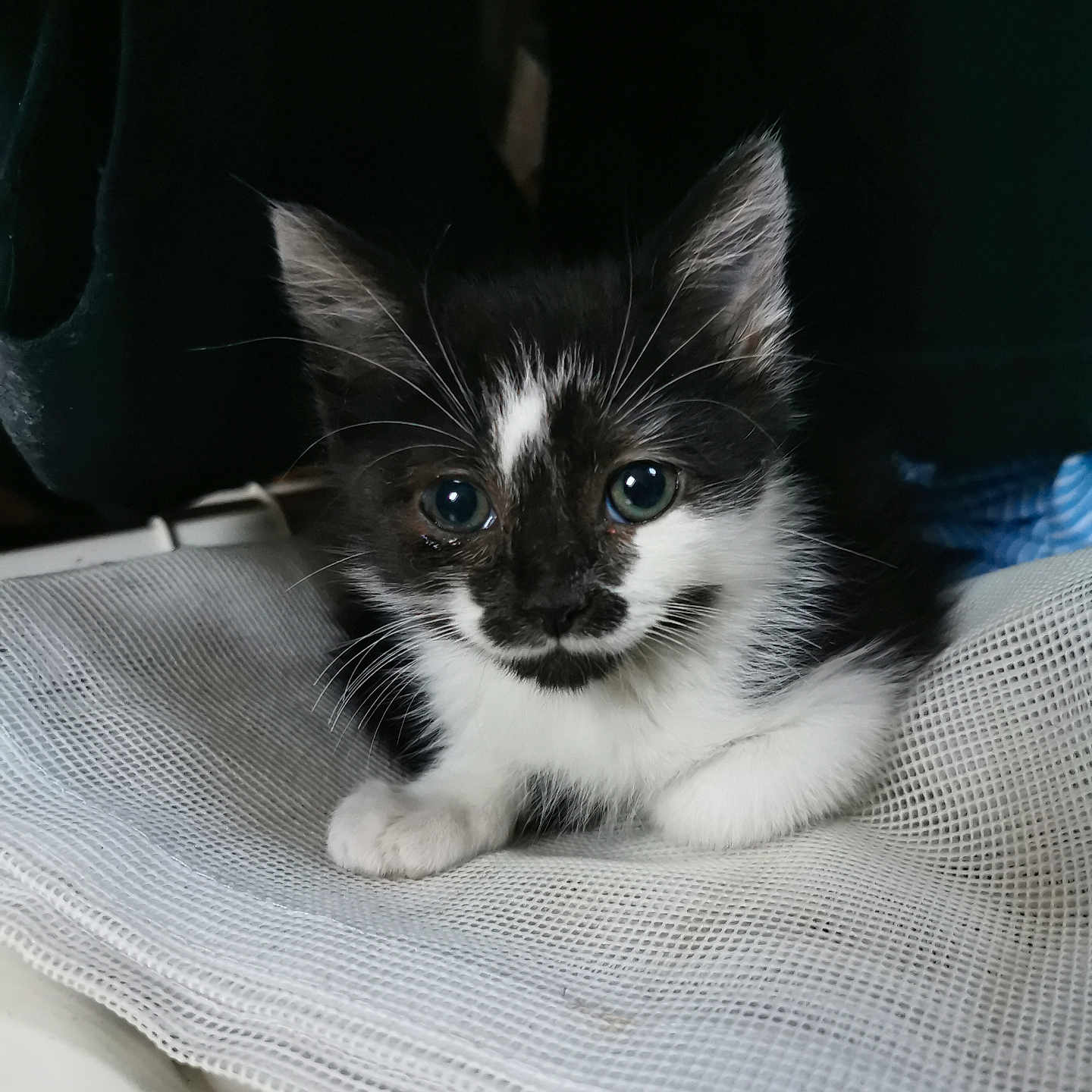 Amann participe au concours pour gagner de l'argent avec cette photo : adorable, animal, black_and_white, cat, closeup, curious, cute, dark_background, eyes, feline, fur, indoor, kitten, mesh, pet, resting, small, texture, whiskers, young