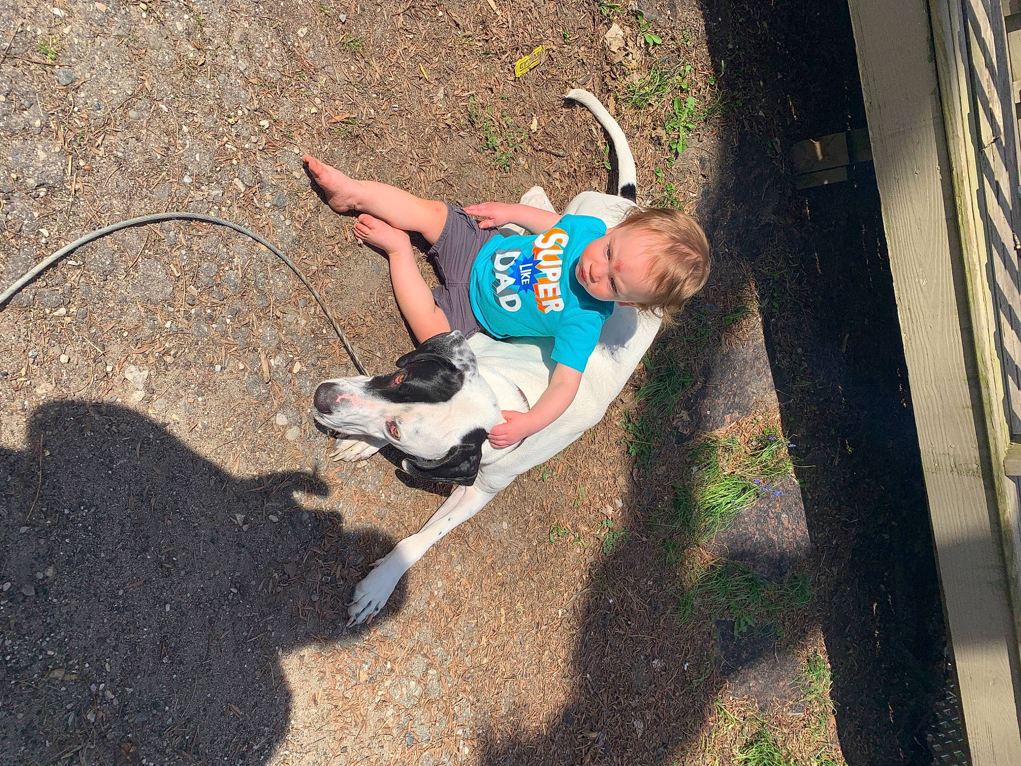 Odin is registered to the contest to win money with this photo: carnivore, companion_dog, dog, dog_breed, fawn, fun, grass, human_leg, knee, leisure, person, plant, recreation, shadow, sidewalk, soil, swing, t_shirt, tail, thigh