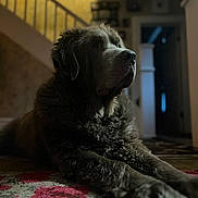 Castle is registered to the contest to win money with this photo: dog, large_dog, shaggy_dog, fluffy_fur, black_and_white, lying_down, indoors, home, living_room, staircase, rug, patterned_rug, portrait, close_up, dramatic_lighting, warm_lighting, hallway, wood_floor, relaxed, pet