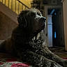 dog, large_dog, shaggy_dog, fluffy_fur, black_and_white, lying_down, indoors, home, living_room, staircase, rug, patterned_rug, portrait, close_up, dramatic_lighting, warm_lighting, hallway, wood_floor, relaxed, pet