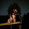 Kachiva joined the competition — help win amazing prizes! adventure, cute, dog, harness, leash, night_sky, outdoor, parked, pet, pickup_truck, portrait, silhouette, spotted_dog, stargazing, stars, tailgate, tree, truck_bed, vehicle, white_dog