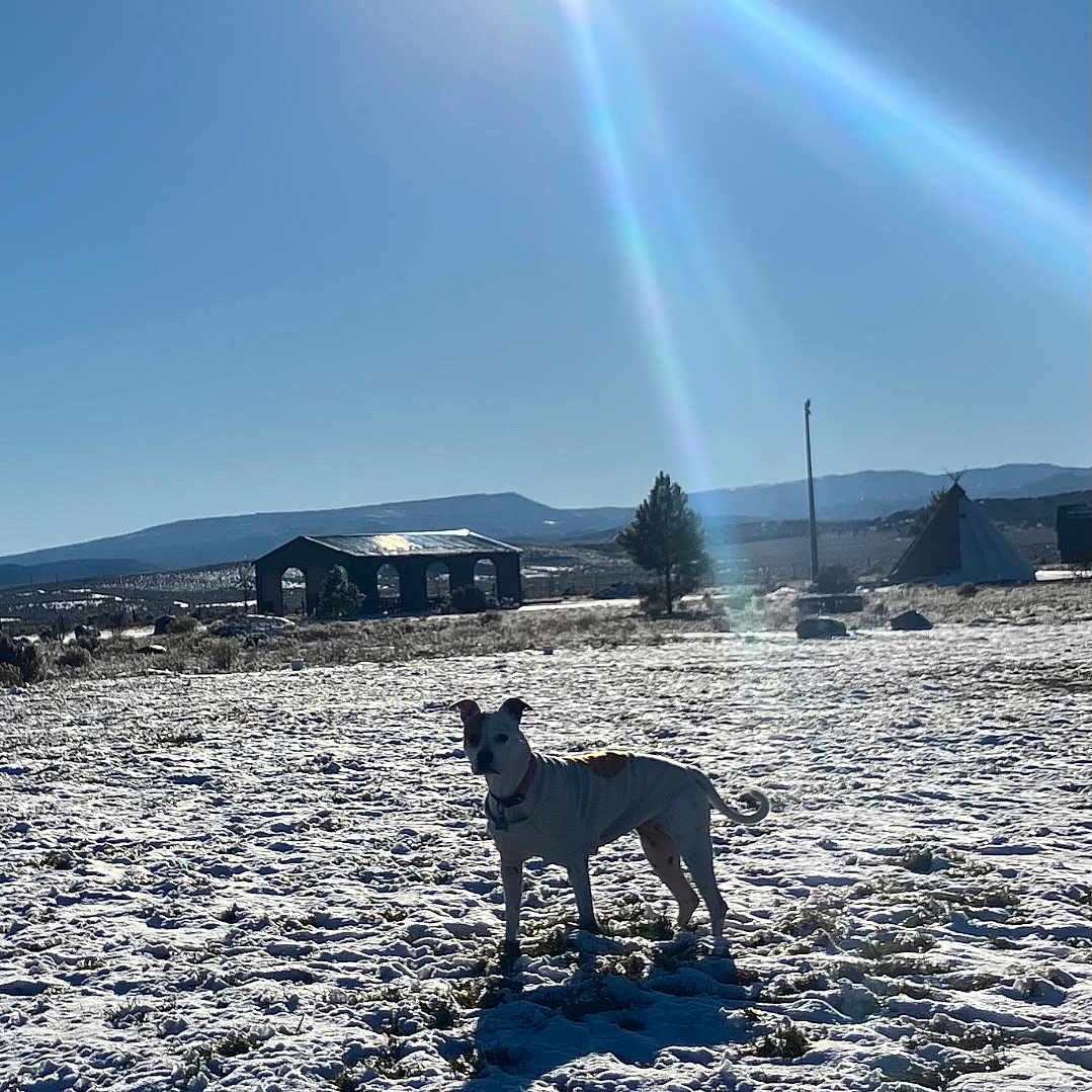 Kachiva is registered to the contest to win money with this photo: barn, blue_sky, cold, collar, daylight, dog, field, landscape, lens_flare, mountains, open_space, outdoors, pet, rural, shadow, snow, standing, sun, tree, winter