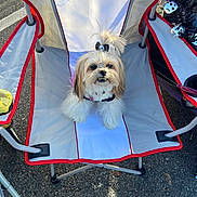 Bella joined the competition — help win amazing prizes! accessory, animal, asphalt, bow, camping_chair, collar, cute, dog, fluffy, fur, gray, leash, outdoor, paw, pet, red_trim, sitting, small_dog, topknot, white