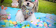 Bella is registered to the contest to win money with this photo: animal, blue_blanket, celebration, colorful, cute, decoration, dog, easter_eggs, festive, floral_outfit, flower_crown, garden, grass, holiday, outdoor, pet, small_dog, spring, toy_rabbit, tree