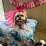 Bella joined the competition — help win amazing prizes! balloon, banner, birthday, blanket, celebration, crown, cute, decorations, dog, festive, floor, happy, indoor, party, pet, pink, smiling, table, tile, tutu