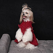 Bella joined the competition — help win amazing prizes! dog, pet, white_fur, red_clothing, cute, fluffy, sitting, couch, indoor, portrait, black_background, happy, long_hair, groomed, small_dog, studio_shot, animal, fashion, smiling, domestic_animal