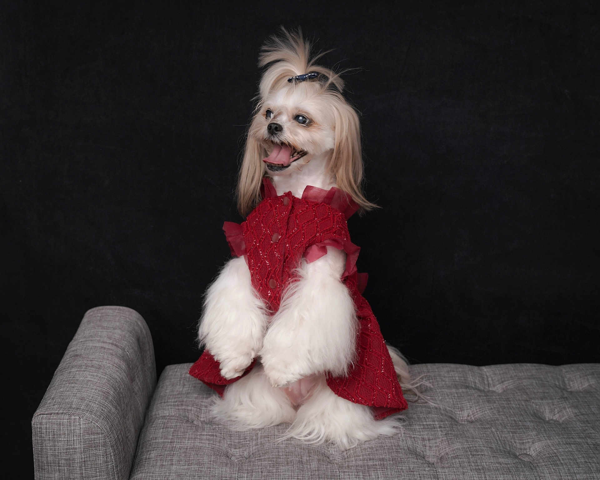 Bella joined the competition — help win amazing prizes! dog, pet, white_fur, red_clothing, cute, fluffy, sitting, couch, indoor, portrait, black_background, happy, long_hair, groomed, small_dog, studio_shot, animal, fashion, smiling, domestic_animal