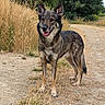 Wolf participe au concours pour gagner de l'argent avec cette photo : dog, german_shepherd, canine, animal, pet, outdoor, nature, grass, trees, path, happy, standing, fur, ears, tongue, muzzle, alert, summer, daylight, walking