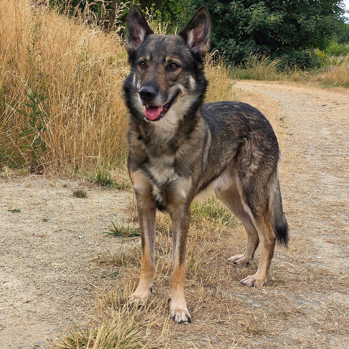 Wolf participe au concours pour gagner de l'argent avec cette photo : dog, german_shepherd, canine, animal, pet, outdoor, nature, grass, trees, path, happy, standing, fur, ears, tongue, muzzle, alert, summer, daylight, walking