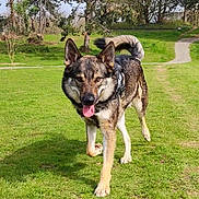 Wolf a rejoint le concours — aidez-le/la à gagner de superbes lots ! dog, canine, animal, grass, park, outdoor, nature, walking, happy, tongue_out, fur, ears, path, trees, daylight, pet, muzzle, tail, sunlight, greenery