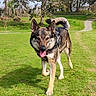 dog, canine, animal, grass, park, outdoor, nature, walking, happy, tongue_out, fur, ears, path, trees, daylight, pet, muzzle, tail, sunlight, greenery