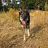 Wolf a rejoint le concours — aidez-le/la à gagner de superbes lots ! dog, animal, canine, outdoor, nature, grass, path, trees, summer, sunlight, happy, tongue_out, walking, pets, forest, field, brown, black, fur, daytime