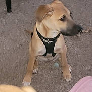 Skippy is registered to the contest to win money with this photo: animal, beige, brown, canine, carpet, curious, dog, domestic_animal, ears, floor, four_legs, harness, indoor, looking_away, nose, pet, puppy, sitting, snout, young_dog