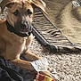 Skippy is registered to the contest to win money with this photo: animal, blanket, brown_dog, carpet, collar, cozy, curious, dog, furniture, home, indoor, paw, pet, pizza_slice_toy, plastic, playful, puppy, relaxed, resting, toy