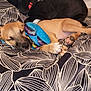 Skippy joined the competition — help win amazing prizes! animal, bed, blanket, canine, collar, comfort, cozy, cute, dog, domestic_animal, fur, indoor, pattern, paw, pet, relaxation, resting, sleeping, toy, two_dogs