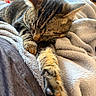 Aston participe au concours pour gagner de l'argent avec cette photo : cat, tabby_cat, sleeping, paw, blanket, cozy, indoor, pet, fur, whiskers, relaxation, soft_texture, home, resting, closeup, animal, cute, feline, nap, comfort