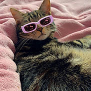 Aston a rejoint le concours — aidez-le/la à gagner de superbes lots ! cat, tabby_cat, sunglasses, pink_blanket, pet, animal, feline, relaxed, indoor, fur, whiskers, cute, cozy, resting, soft_texture, eyewear, playful, portrait, lying_down, domestic_animal