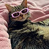 cat, tabby_cat, sunglasses, pink_blanket, pet, animal, feline, relaxed, indoor, fur, whiskers, cute, cozy, resting, soft_texture, eyewear, playful, portrait, lying_down, domestic_animal
