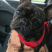 Cupid is registered to the contest to win money with this photo: dog, french_bulldog, pet, brindle, harness, car_interior, window, raindrops, brown_towel, close_up, curious, canine, animal, indoor, seat, seatbelt, paw, ears, snout, companion