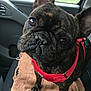 dog, french_bulldog, pet, brindle, harness, car_interior, window, raindrops, brown_towel, close_up, curious, canine, animal, indoor, seat, seatbelt, paw, ears, snout, companion