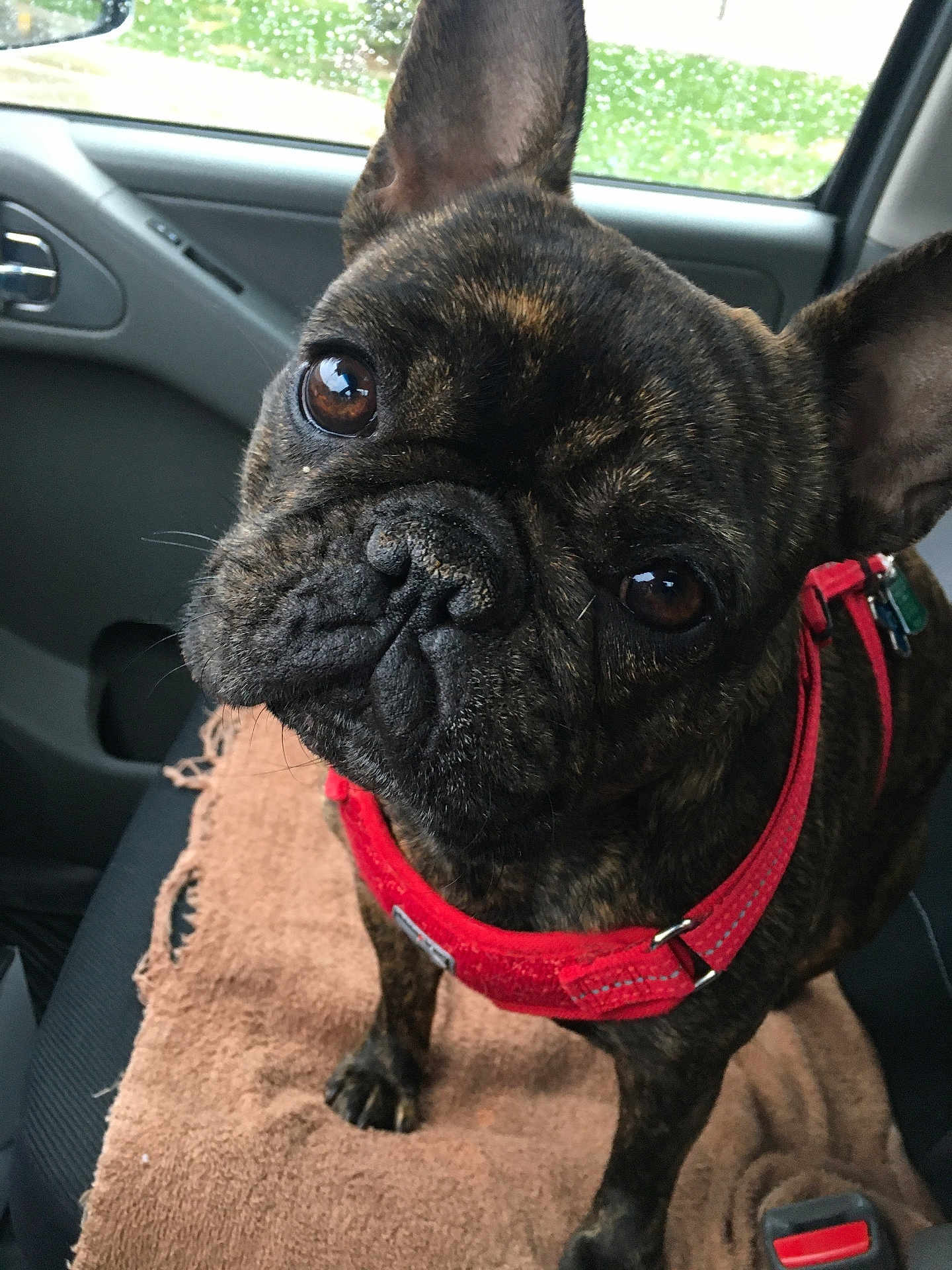 Cupid is registered to the contest to win money with this photo: dog, french_bulldog, pet, brindle, harness, car_interior, window, raindrops, brown_towel, close_up, curious, canine, animal, indoor, seat, seatbelt, paw, ears, snout, companion