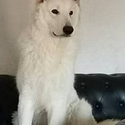 Voyou a rejoint le concours — aidez-le/la à gagner de superbes lots ! dog, white_dog, sitting, indoor, couch, leather_couch, pet, animal, fluffy, calm, portrait, furniture, domestic_animal, companionship, canine, household, fur, ears, paw, relaxed