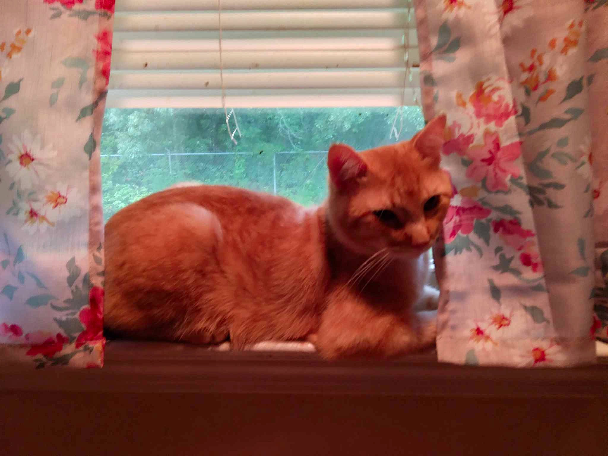 Calico joined the competition — help win amazing prizes! carnivore, cat, cat_supply, comfort, domestic_short_haired_cat, fawn, felidae, fur, linens, paw, pet_supply, room, small_to_medium_sized_cats, snout, tail, terrestrial_animal, whiskers, wildlife, window, wood