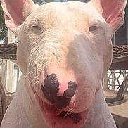 Boo is registered to the contest to win money with this photo: animal, bull_terrier, canine, closeup, daytime, dog, ears, face, fence, happy, house, nature, outdoor, pet, portrait, sitting, smiling, sunlight, tongue, tree