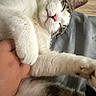 King Shadow is registered to the contest to win money with this photo: cat, sleeping, paw, hand, white_fur, gray_fur, indoor, closeup, relaxation, pet, cute, cozy, animal, feline, soft, whiskers, napping, comfort, domestic, resting